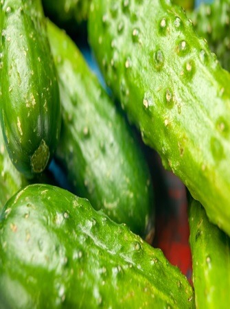 health-benefits-cucumber-farming