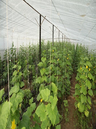 health-benefits-cucumber-farming