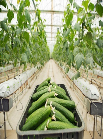 health-benefits-cucumber-farming