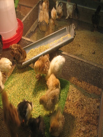environmental-requirments-poultry-farming