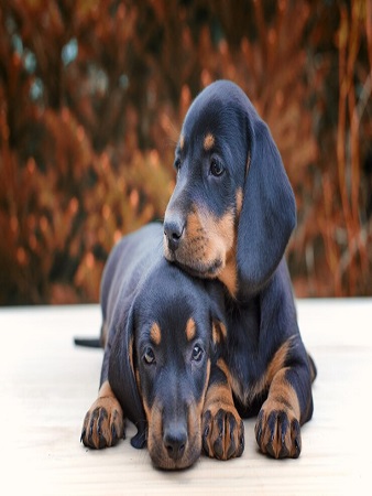 dog-breeding-guidelines