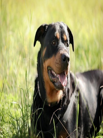 dog-breeding-guidelines