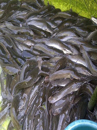 online-fish-farming-training