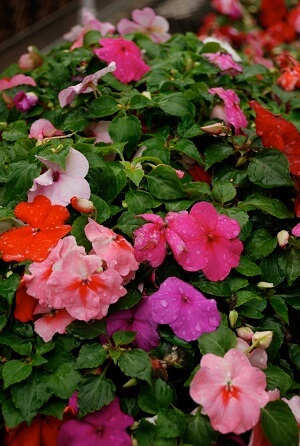 greenhouse farming in nigeria