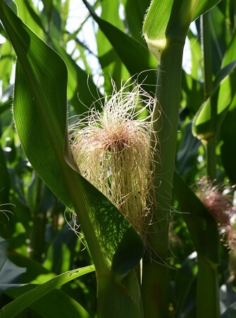 maize-farming-in-nigeria