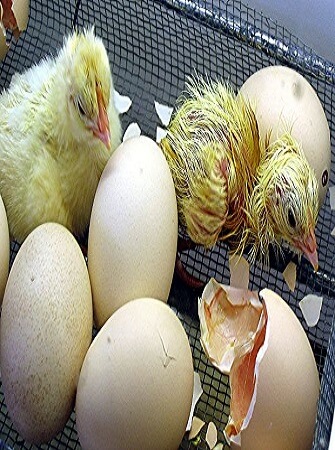 egg-production-quality-grading