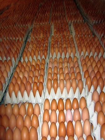 environmental-requirements-poultry-farming