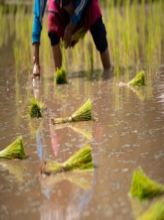 agricultural-biotechnology