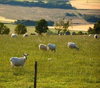 goat farming in nigeria