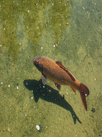 fish-farming-species-system