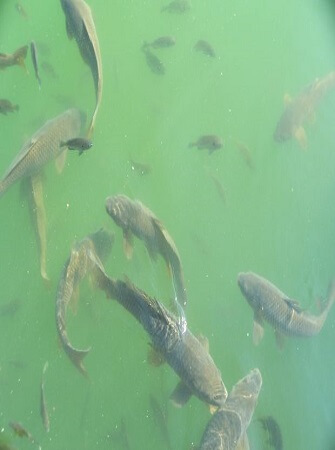 fish-farming-species-system