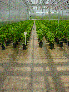 greenhouse-irrigation-systems