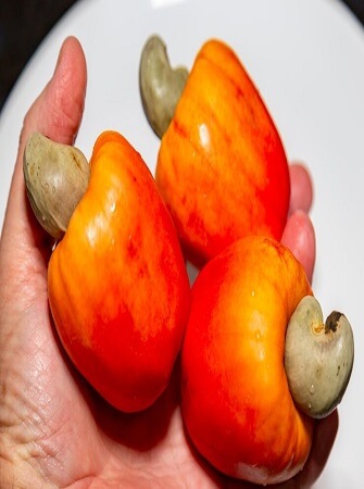 cashew-farming-processing-exporting-nigeria