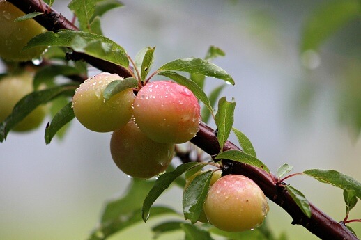 Fruits