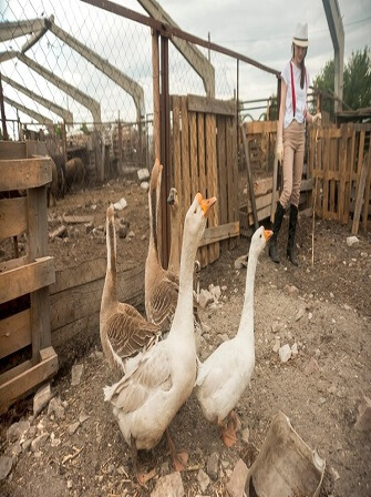 poultry-housing-systems