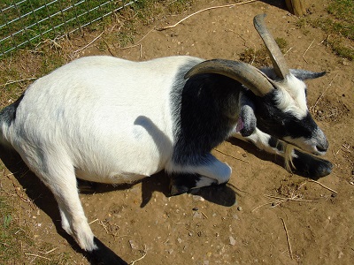 goat farming in nigeria