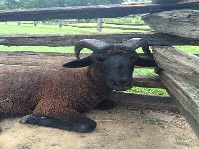 goat farming in nigeria