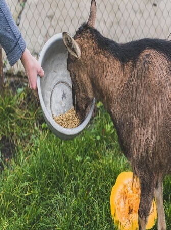 feeding-farm-animals