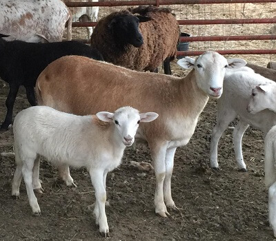 goat farming in nigeria