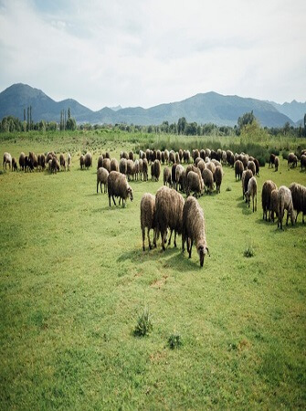 feeding-farm-animals