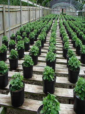 greenhouse-growing-medium