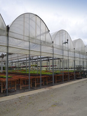 Greenhouses, their construction and equipment . Fig. 63.—Glazing with  double glazing points lower corner. The upper edge is kept inplace by the  bottom of the pane above it. Ad-ditional points are required