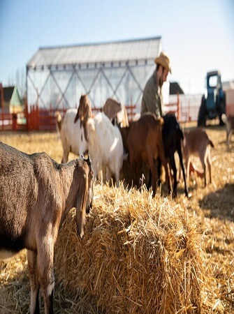 feeding-farm-animals