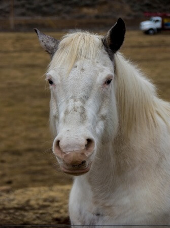 horse-farm-management