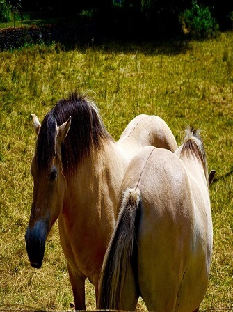 horse-farm-management