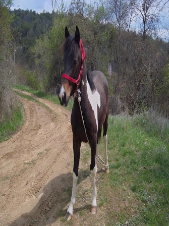 horse-farm-management