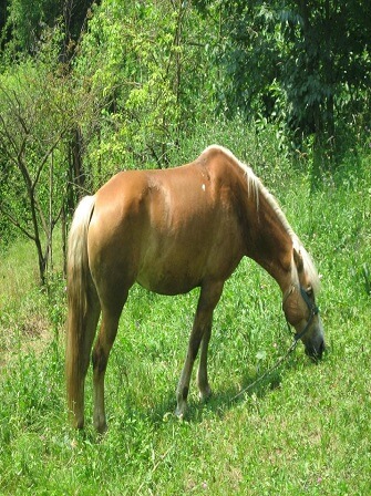 horse-farm-management