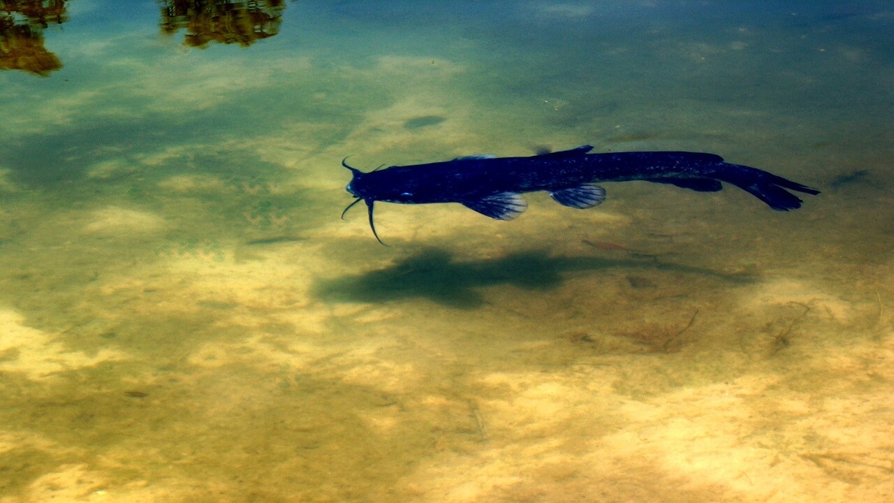 Catfish Farming Management Techniques