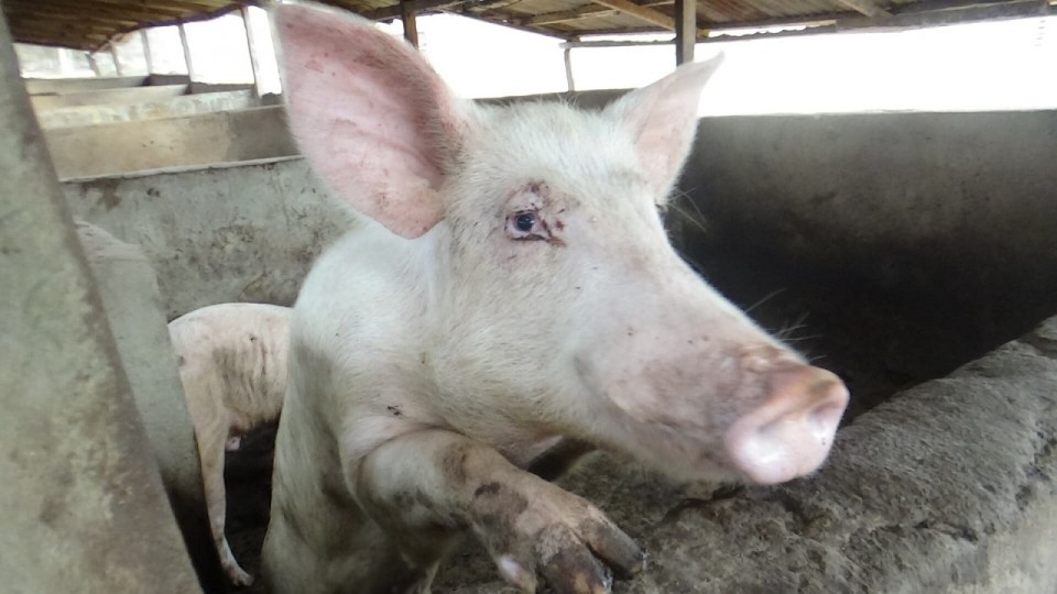 Pig Farming in Nigeria