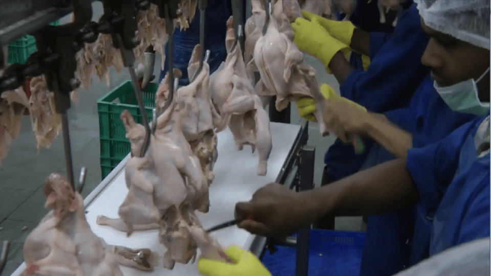 Poultry Processing Solution 4