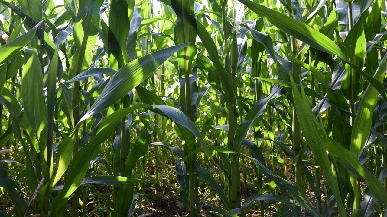 Maize Farming in Nigeria