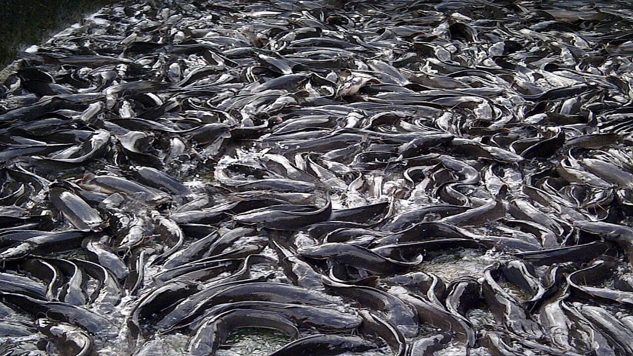 business plan for catfish farming in nigeria