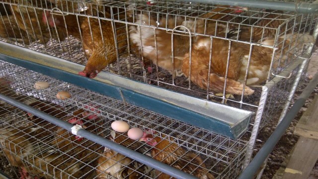 business plan for poultry farming in nigeria