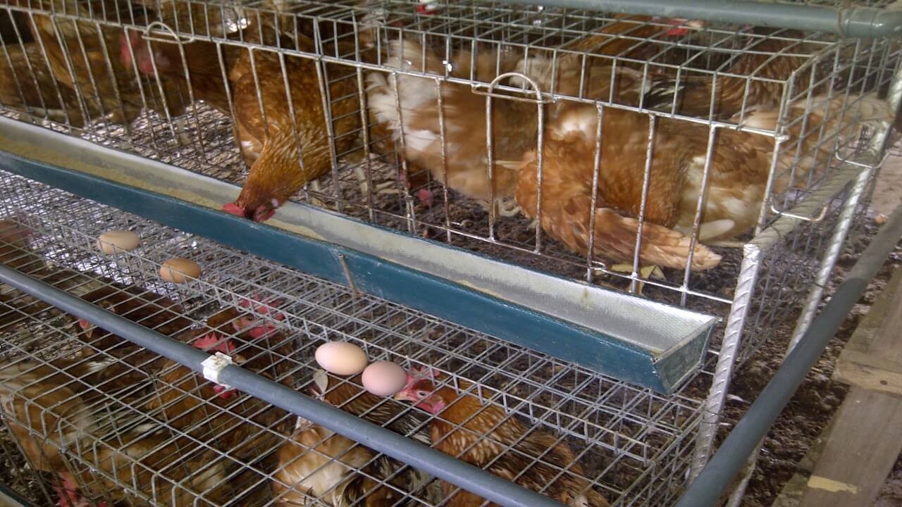poultry farm profit calculation