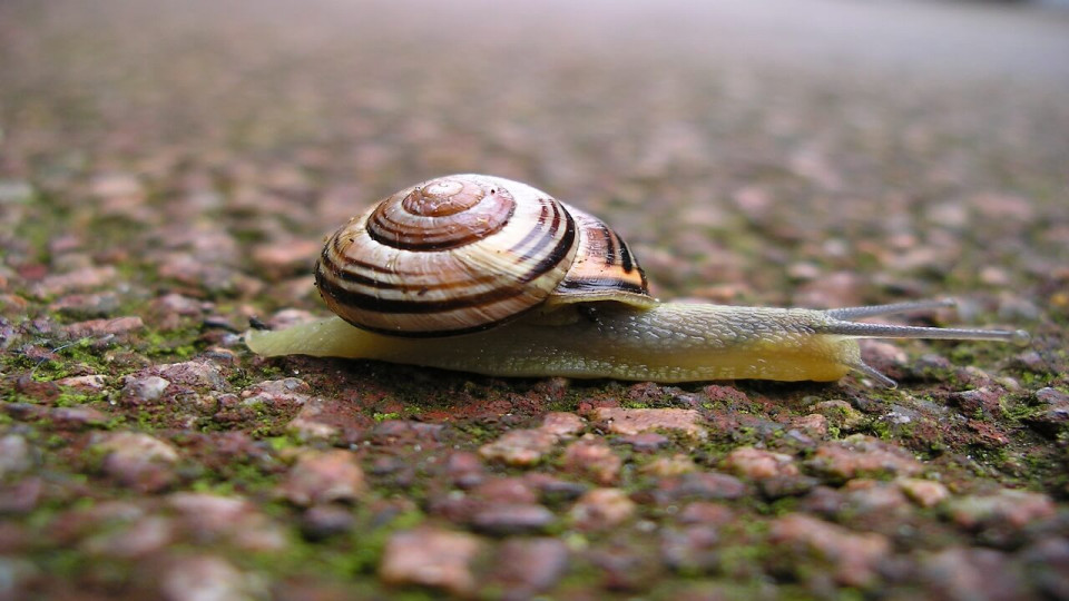 Snail Feeding and Management