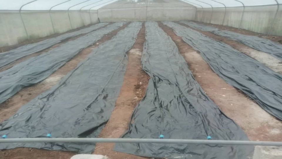Greenhouse Soil Sterilization
