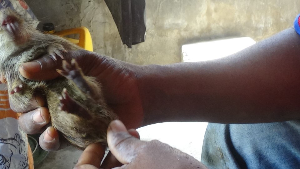 Grasscutter Breeding