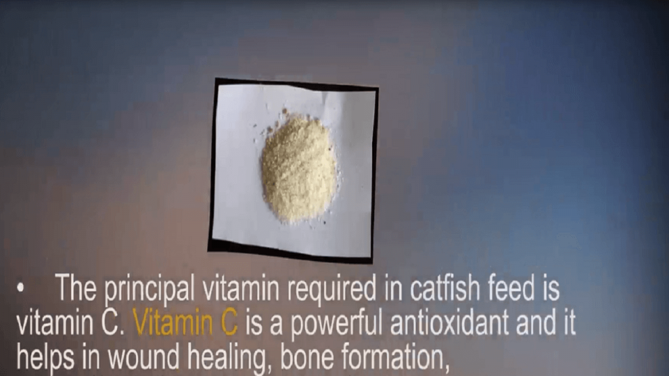 Catfish Feed Nutritional Requirement