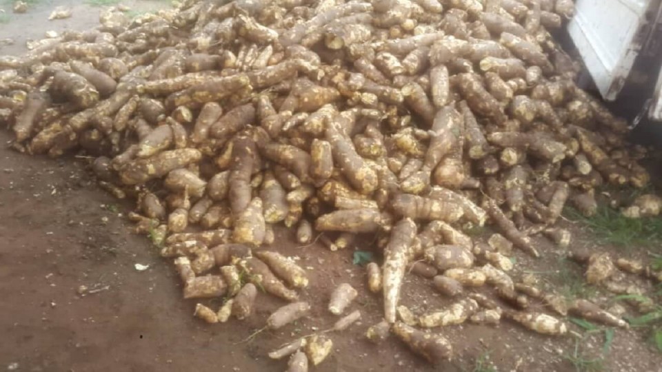 Cassava Processing (Step 1)Peeling Cassava