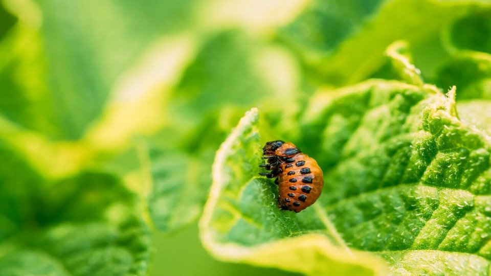 Greenhouse Integrated Pest Management