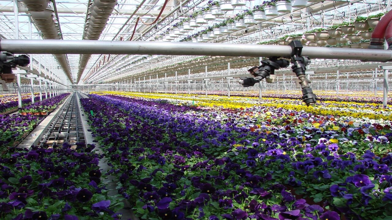 an image of an extra large greenhouse with watering system filled with flowers