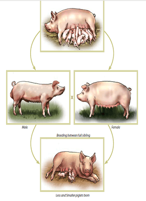 pig-breeds-in-nigeria