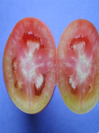 greenhouse-tomato-disease-problems