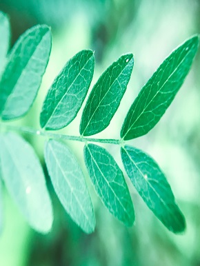  greenhouse-pest-management