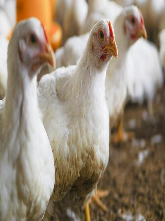 poultry-housing-systems