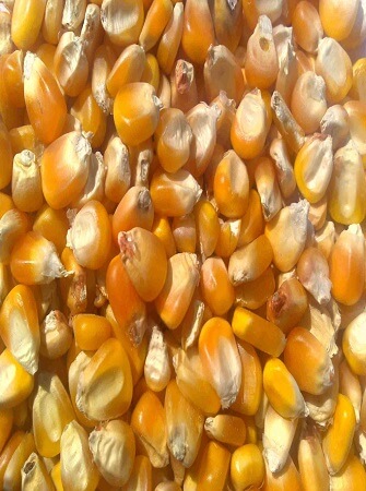 maize-farming-in-nigeria